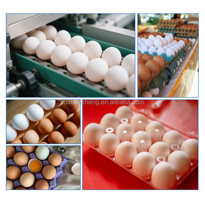 Maisheng Chicken Egg Washing Cleaning Unique Egg Washer Design Industrial Egg Washing Machine Professional Supplier