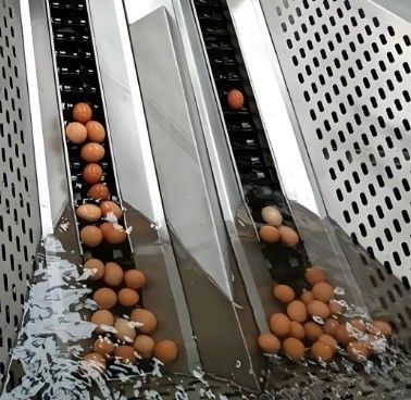 Maisheng Egg Washing Equipment Liquid Egg Processing Equipment Eggs Handling Equipment
